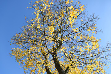 Maple trees in autumn
