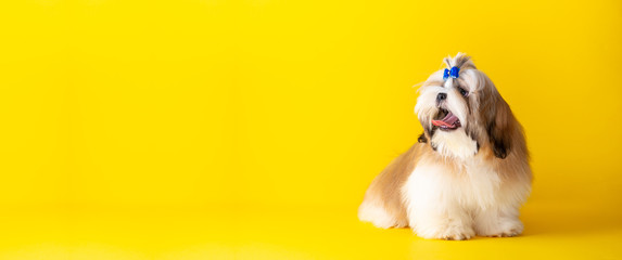 Banner Shih tzu puppy wearing blue bow. Cute shih tzu is sitting on the yellow background. Shih Tzu...
