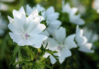 lavatera white dwarf pink blush beautiful white flower with pink stripes from the core, one white flower in the foreground, in the background a view of blurry flowers