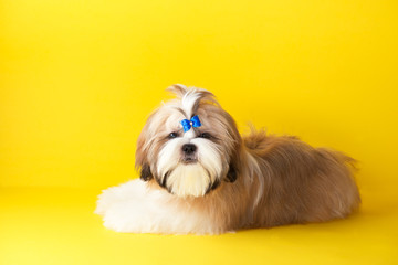 Shih tzu puppy wearing blue bow. Cute shih tzu is lying on the yellow background. Shih Tzu -the...