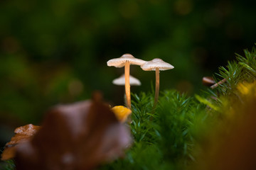 Mushrooms in the forest very colorful surrounded by moss and moisture and great blur.