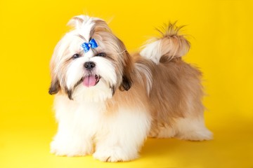 Shih tzu puppy wearing blue bow. Cute shih tzu on the yellow background. Shih Tzu -the Chrysanthemum Dog
