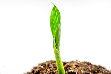 Concept birth of idea- sprout from soil on white background