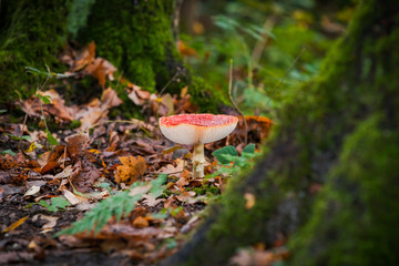 Large red fly agaric with white lamella in a forest with autumn light
