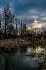 reflection of trees in water