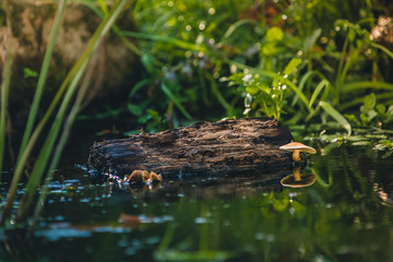 Golden yellow fungus grows from decomposed piece of wood in the water.  Remarkable and special macro scene