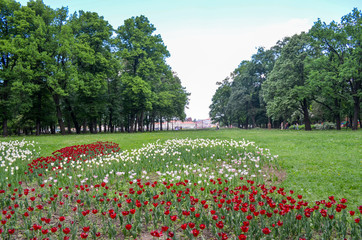 Flowers in the meadow white and red tulips