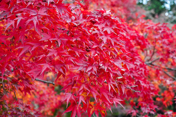 Closeup red maple leaves on the tree