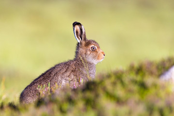 Mountain Hare leveret in Summer