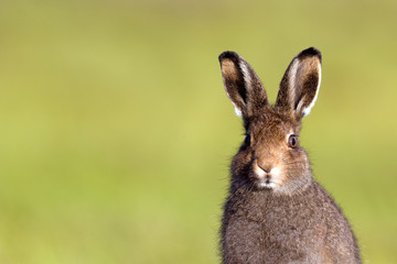 Mountain Hare in Summer