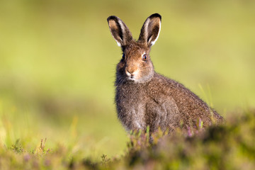 Mountain Hare in Summer