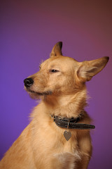 red mongrel half-breed dog