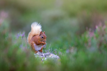 Scotland Red Squirrel