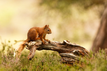 Scottish Red Squirrel