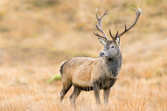 Scottish Red Deer Stag