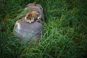Homeless cat in the poor house for animals. Abandoned cat in a home shelter.