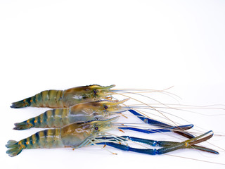 Fresh shrimp in Thailand on white background,River prawn isolated