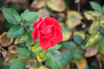 autumn rose