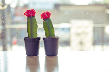 twin cactus