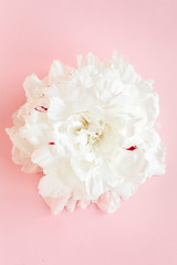 Beautiful, white peony flower on pink background. The texture of a peony. Flat lay, top view. 