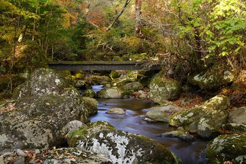 色着いて来た秋の清流の森の風景