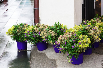 flowers in pots near the florist shop entrance