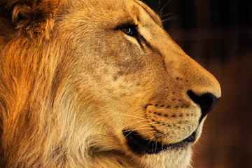 portrait of a lion