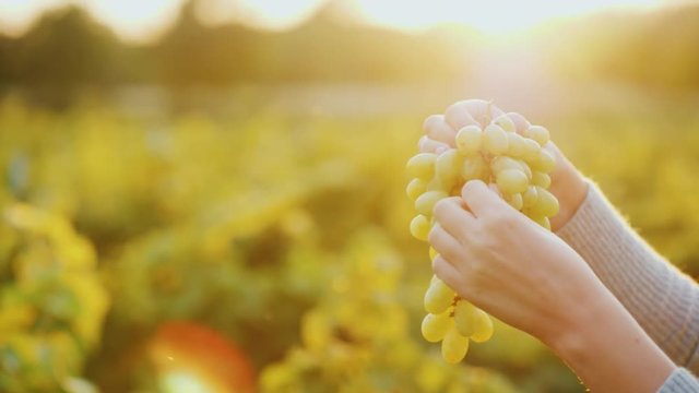 Hands with crones of grapes in the rays of the sun.
