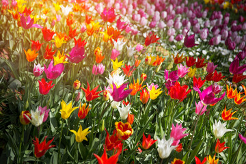 Fototapeta premium pink, red and orange tulip field in North Holland