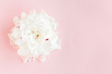 Beautiful, white peony flower on pink background. The texture of a peony. Flat lay, top view. 