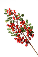 branch with red berries
