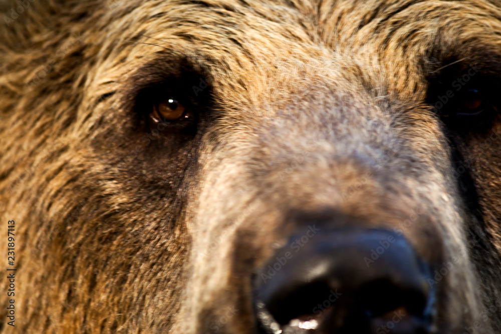 Wall mural portrait of a bear