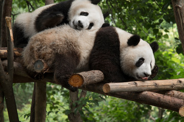 panda sits in the forest © Aliaksei