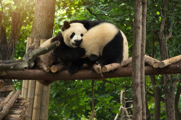 Obraz na płótnie Canvas panda sits in the forest