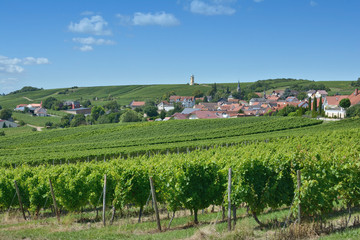 Fototapeta na wymiar Weinort Vendersheim in der Weinregion Rheinhessen,Rheinland-Pfalz,Deutschland
