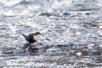 White thoated dipper, Cinclus cinclus in a stream, Vanoise, France, October 2018