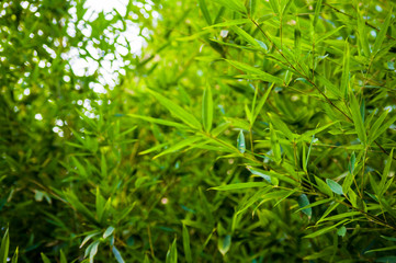 leaves and trunks of young bamboo on a dark background