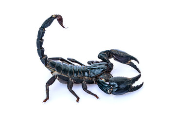 The black scorpion isolated on white background.