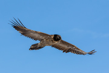 Obraz premium Bearded vulture, Gypaetus barbatus, immature, first year, Vanoise, France 2018