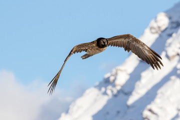 Bearded vulture, Gypaetus barbatus, immature, first year, Vanoise, France 2018