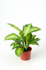 green plant in pot isolated on white