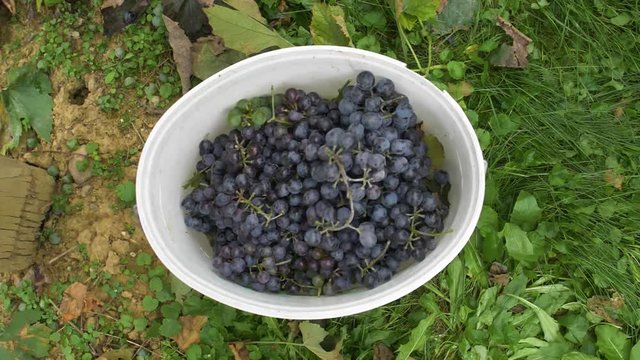 Freshly harvested othello grapes falling in a bucket at a vineyard - 180fps slow motion