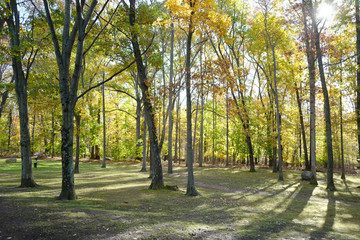 Naklejka premium The scenery of autumn