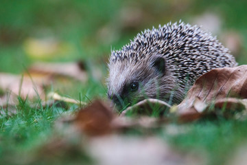 Hedgehog in fall leaves