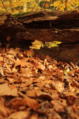 urbane naturfotographie, Herbst, urban nature photography, autumn,