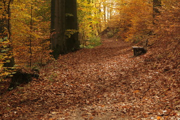 urbane naturfotographie, Herbst, urban nature photography, autumn