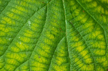 Green kiwi leaves on the vine, close up