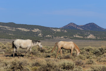 Fototapeta premium Wild horses in the Colorado High Desert