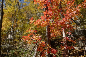 The scenery of autumn
