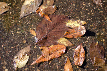 Brown wet dead leaves sitting in a pool of water on the gravel ground in fall